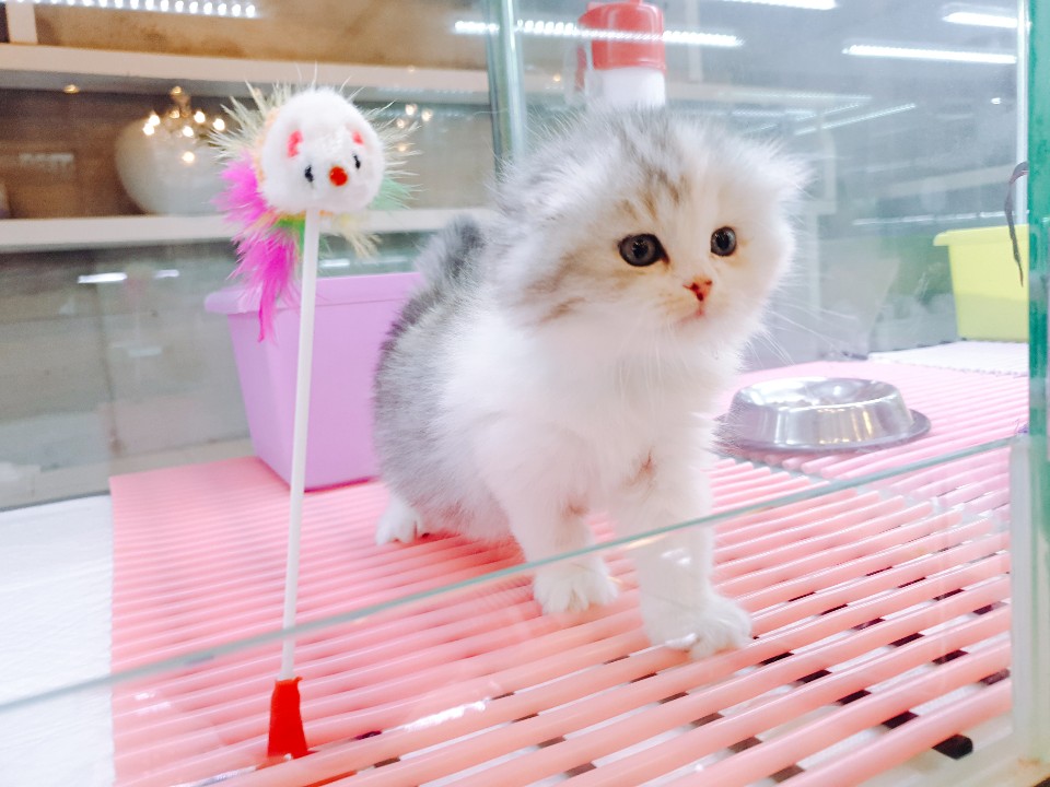 하이랜드폴드(조이)