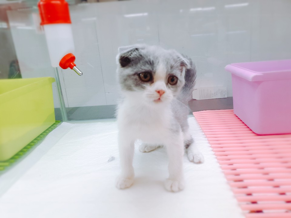 스코티쉬폴드(프랑)