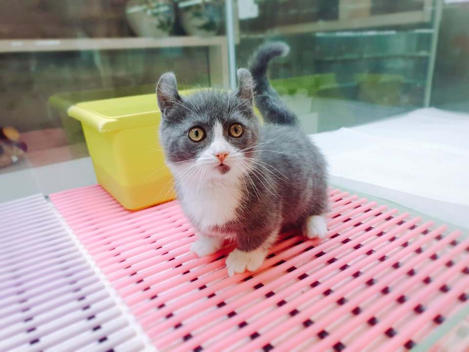 먼치킨퀸카로우(루빈)