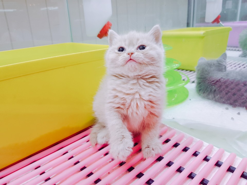 ★수입★ 브리티쉬 숏헤어 (밍키)