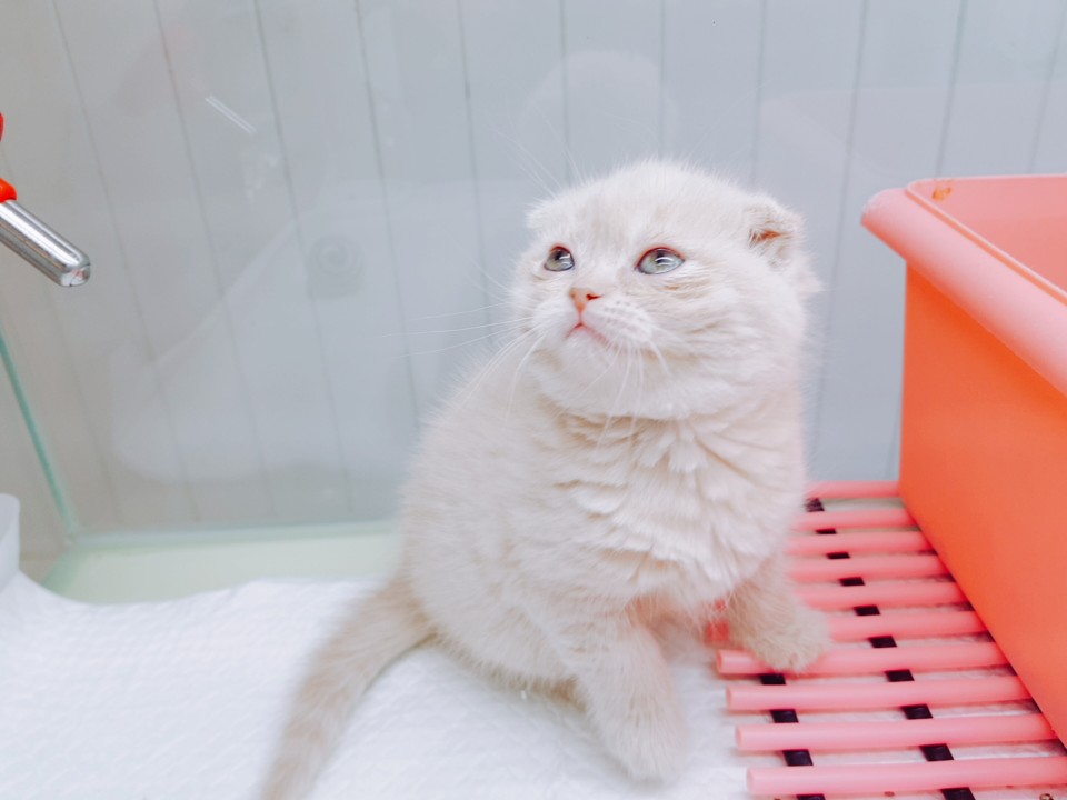★수입★ 스코티쉬 폴드 (슈가)