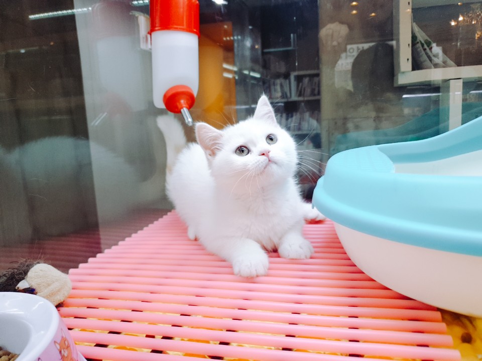 브리티쉬숏헤어(몽글이)