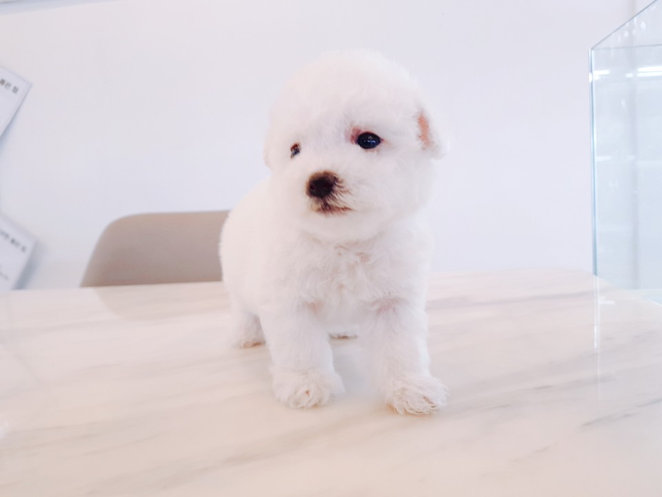 ★미니비숑★ (션)