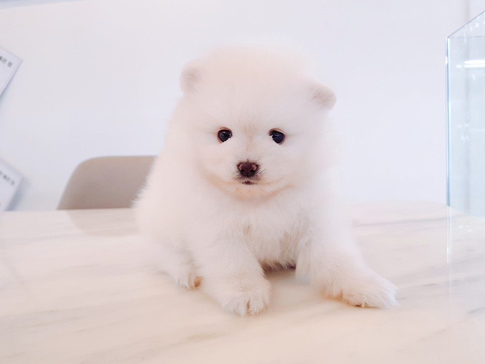 화이트 포메라니안 (슈가)