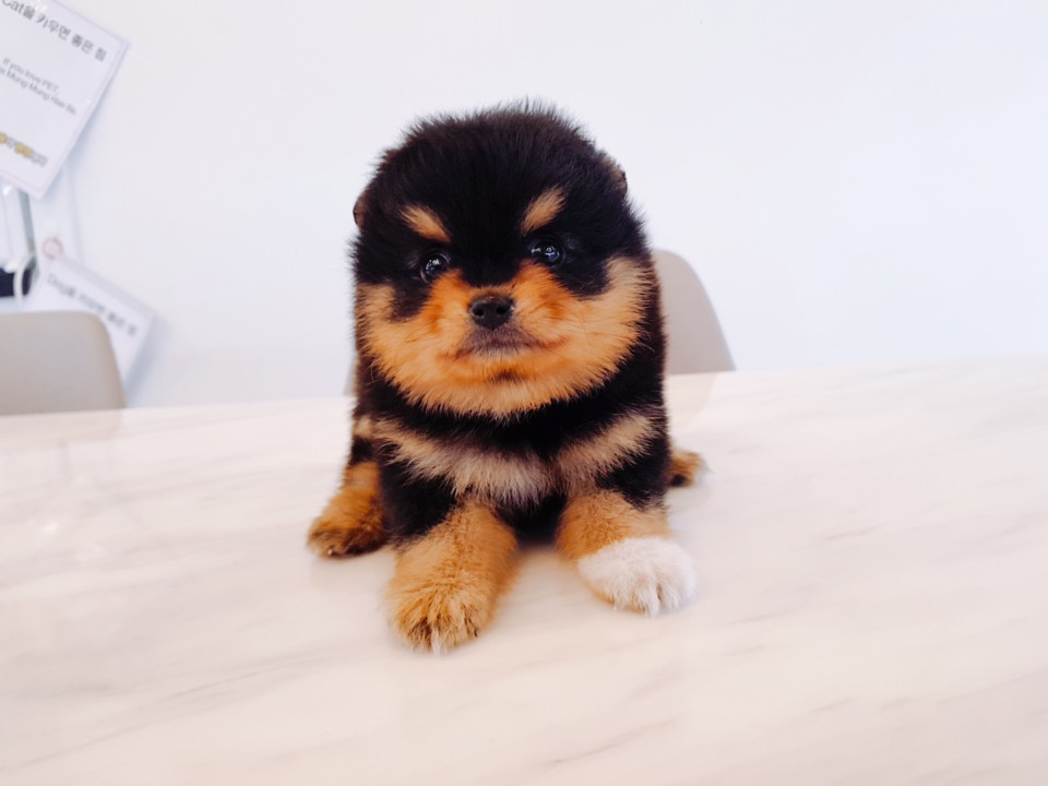 ★블랙탄★ 포메라니안 (엄지)