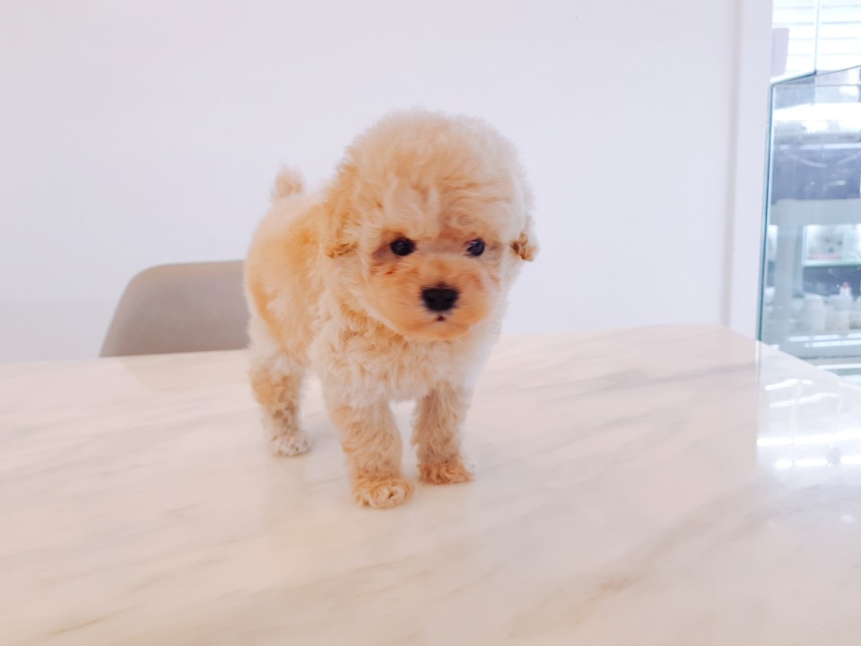 ♥토이♥ 크림푸들 (니엘)