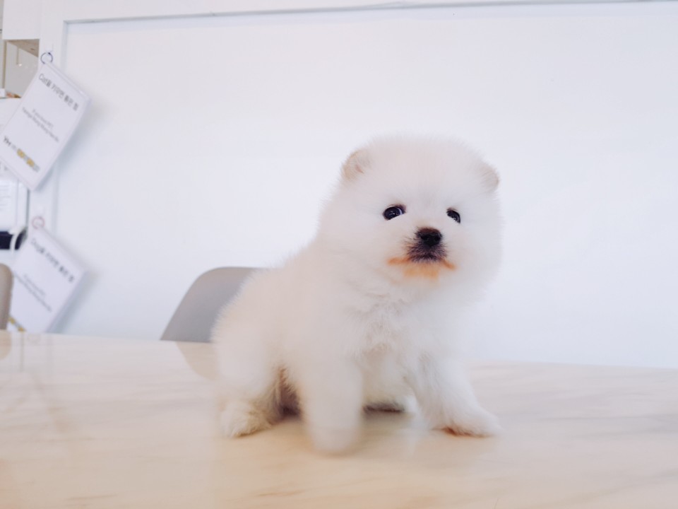  포메라니안 (백호) 