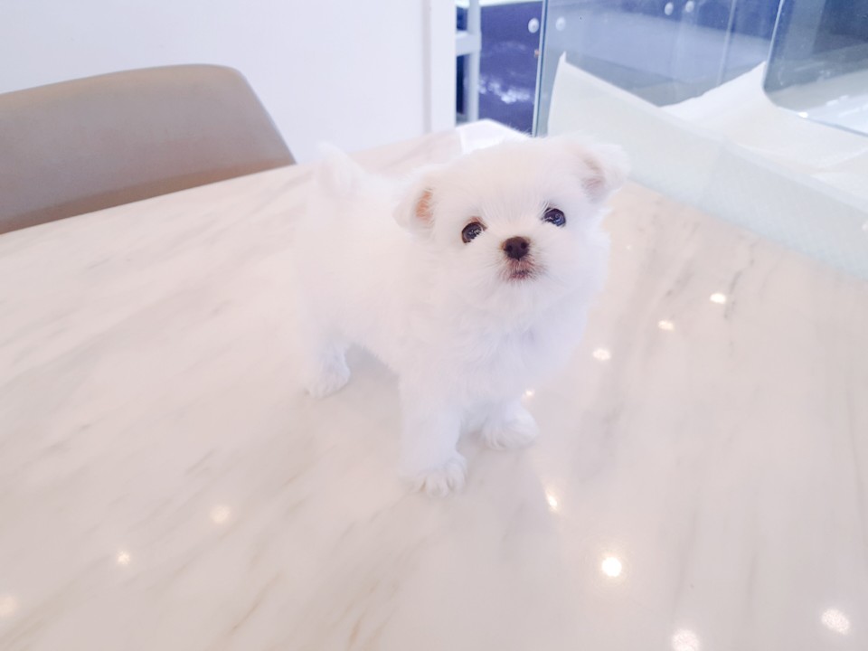 ♥미니 말티즈♥(태민)