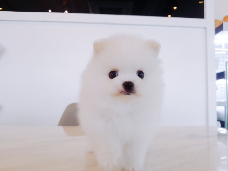포메라니안 (까꿍)