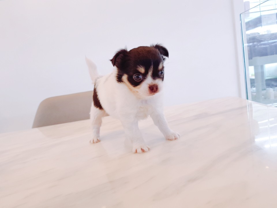 장모치와와 (지우)