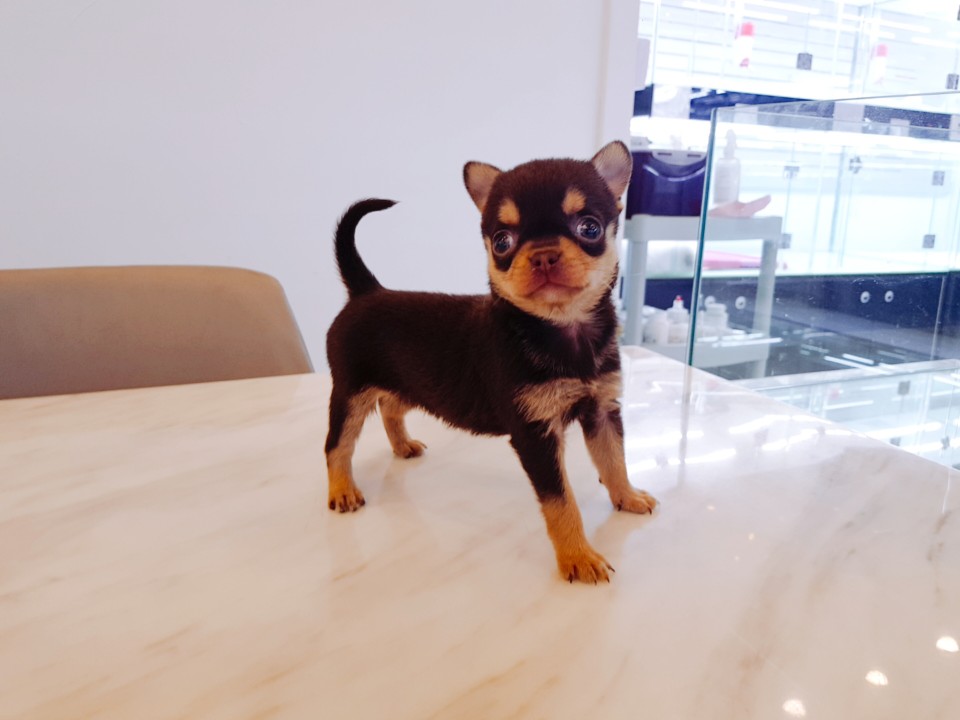 단모치와와 (초코)
