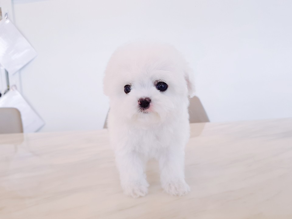 ★미니 비숑프리제★ (우민)