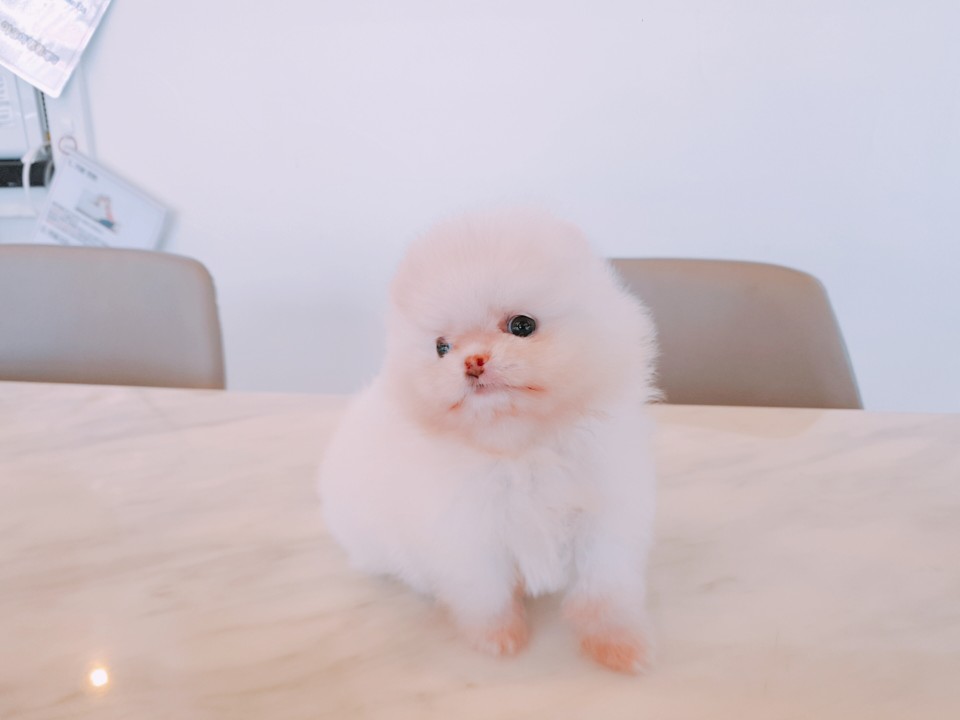 포메라니안 (동욱)