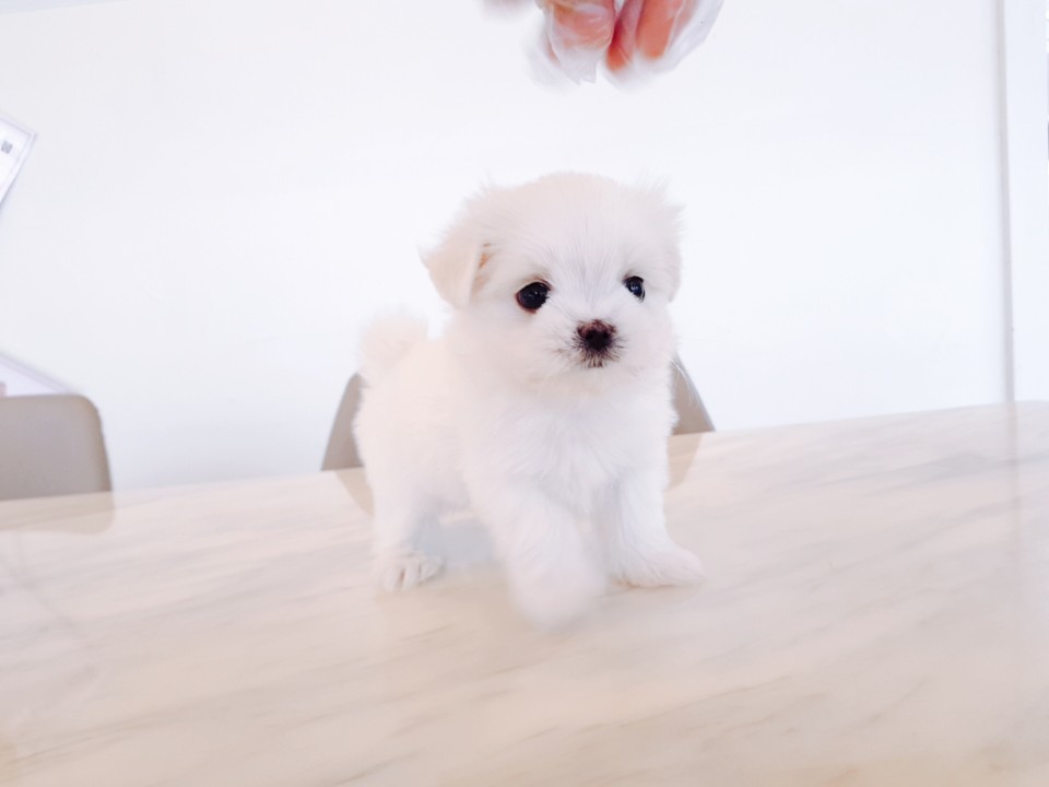 미니 말티즈 (유라)