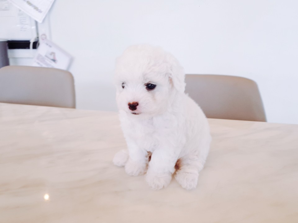★미니 비숑프리제★ (유주)