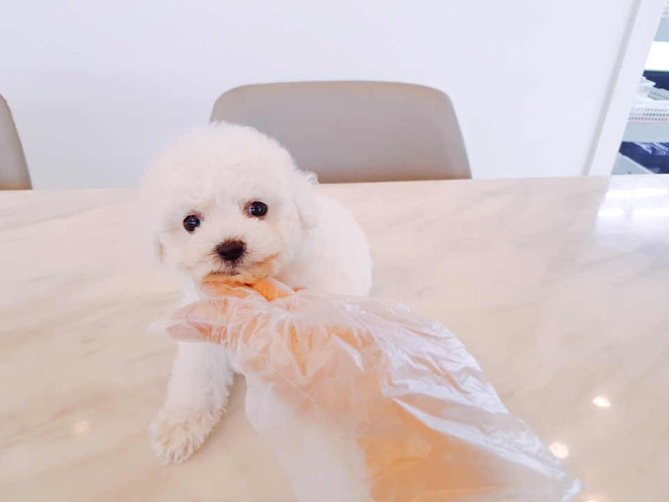 ★미니 비숑프리제★ (제니)