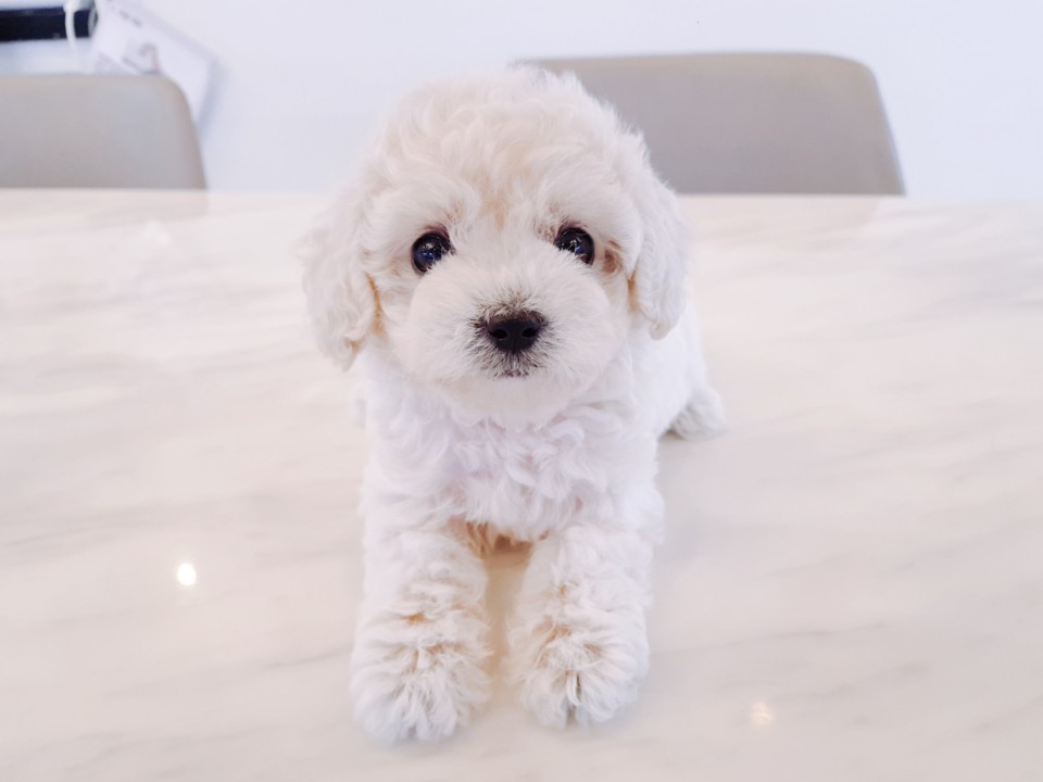 ★토이크림푸들★ (로랑)