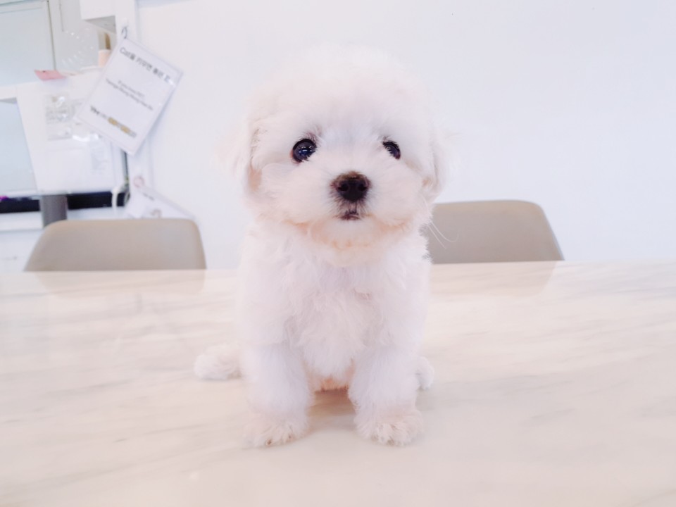 ★토이화이트푸들★ (은하)