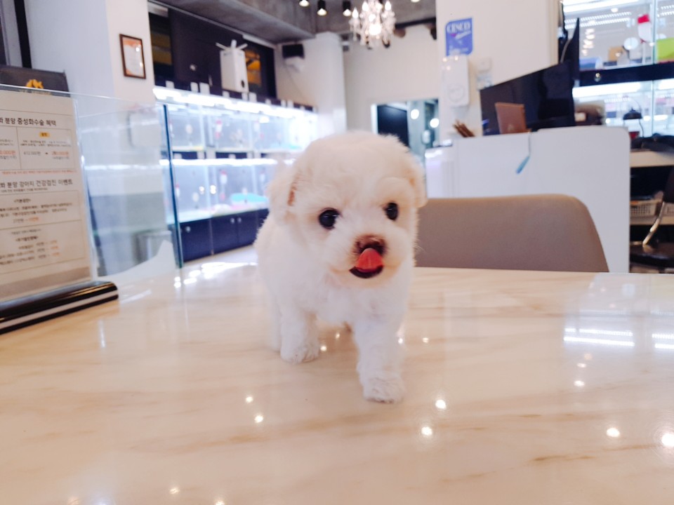 ♥미니♥비숑프리제(루루)