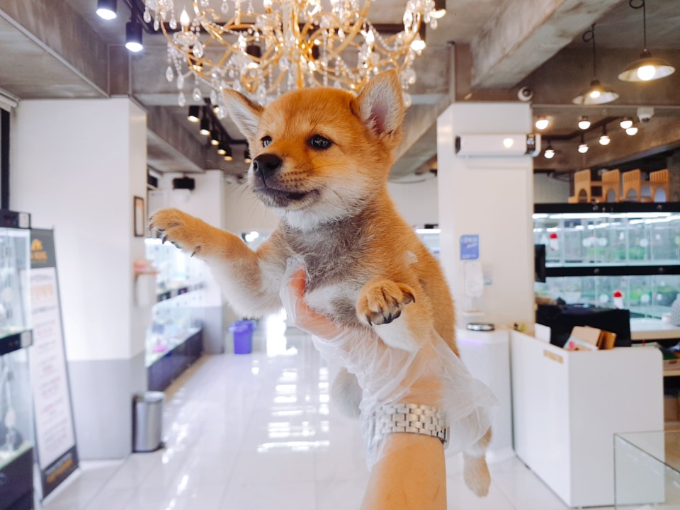 ★혈통★ 마메시바 (기원)