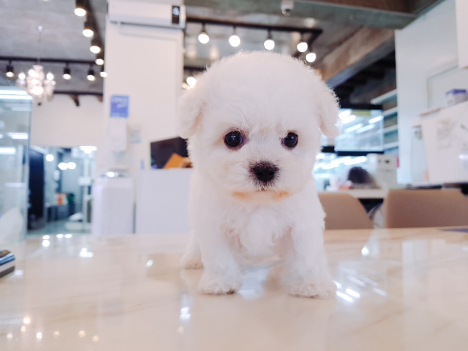 ★미니비숑★ (제이)
