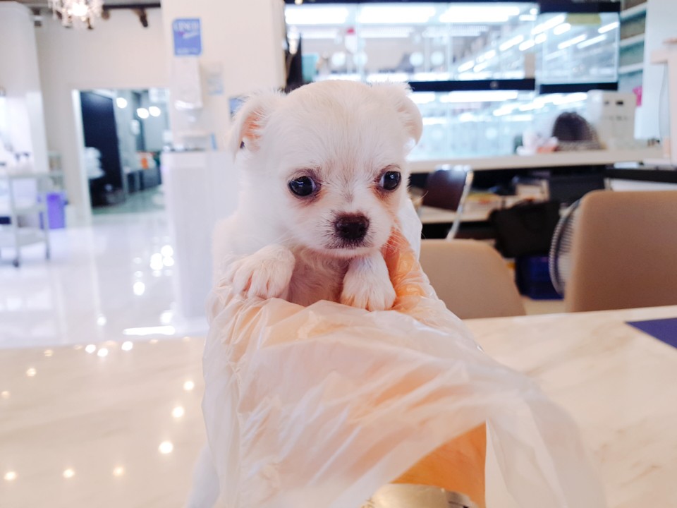 크림 장모치와와 (모모)