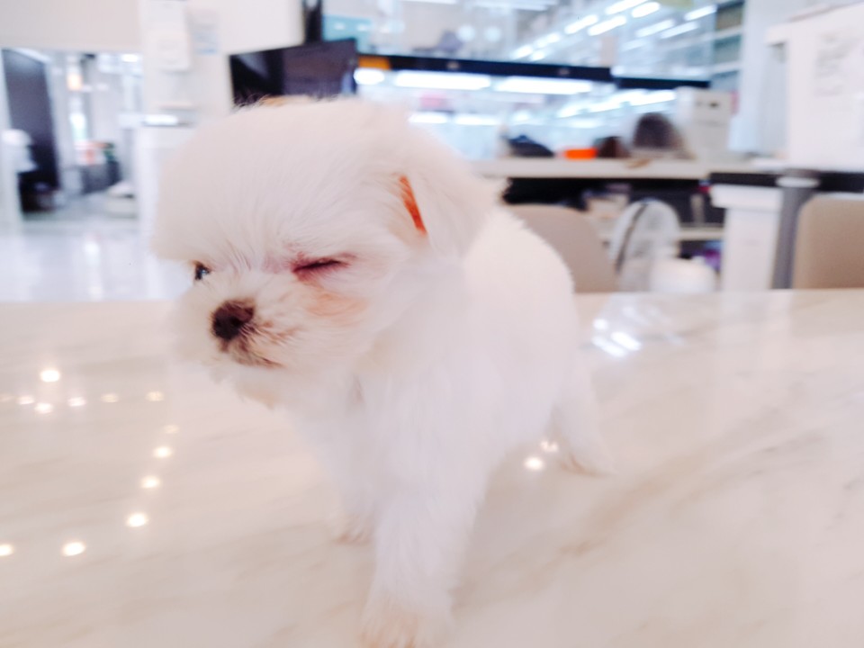미니 말티즈 (지수)