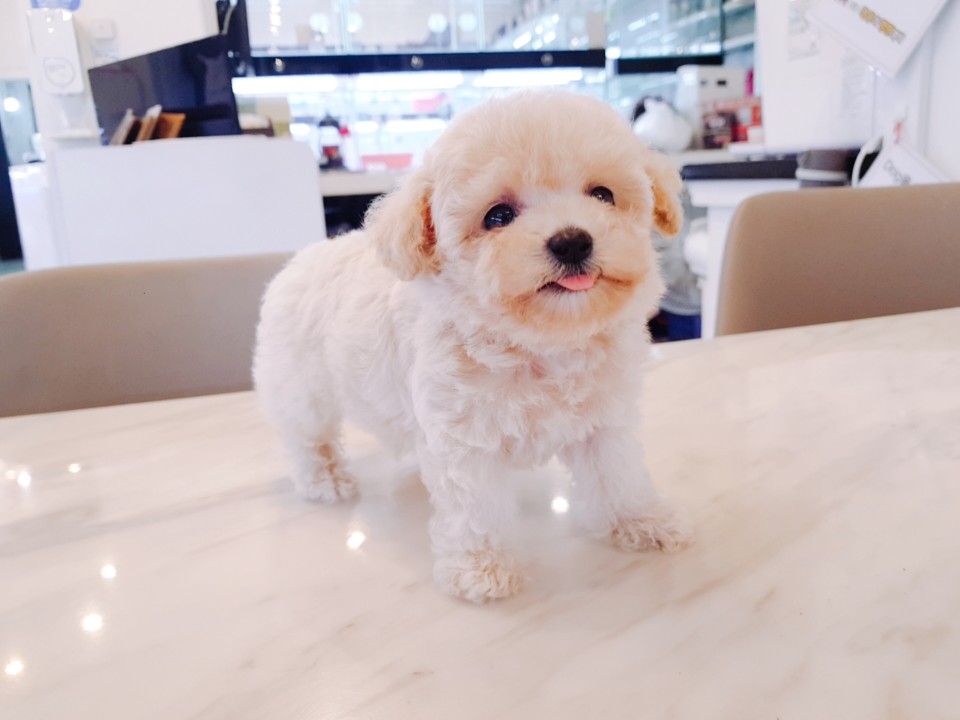 ★토이크림푸들★ (지훈)
