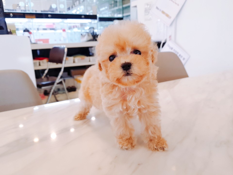 ★토이크림푸들★ (미나)