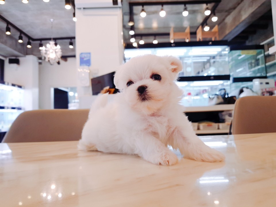 미니 말티즈 (수호)