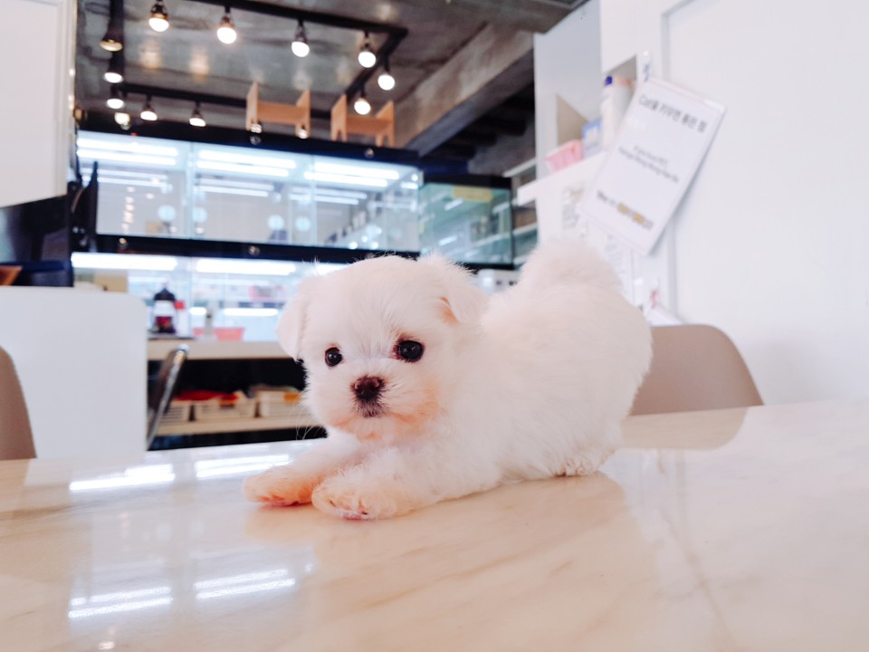 미니 말티즈 (미나)