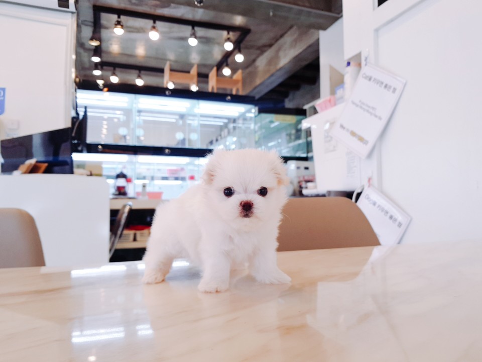 미니 말티즈 (먼지)