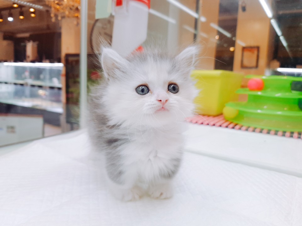 ★먼치킨★ (유리)