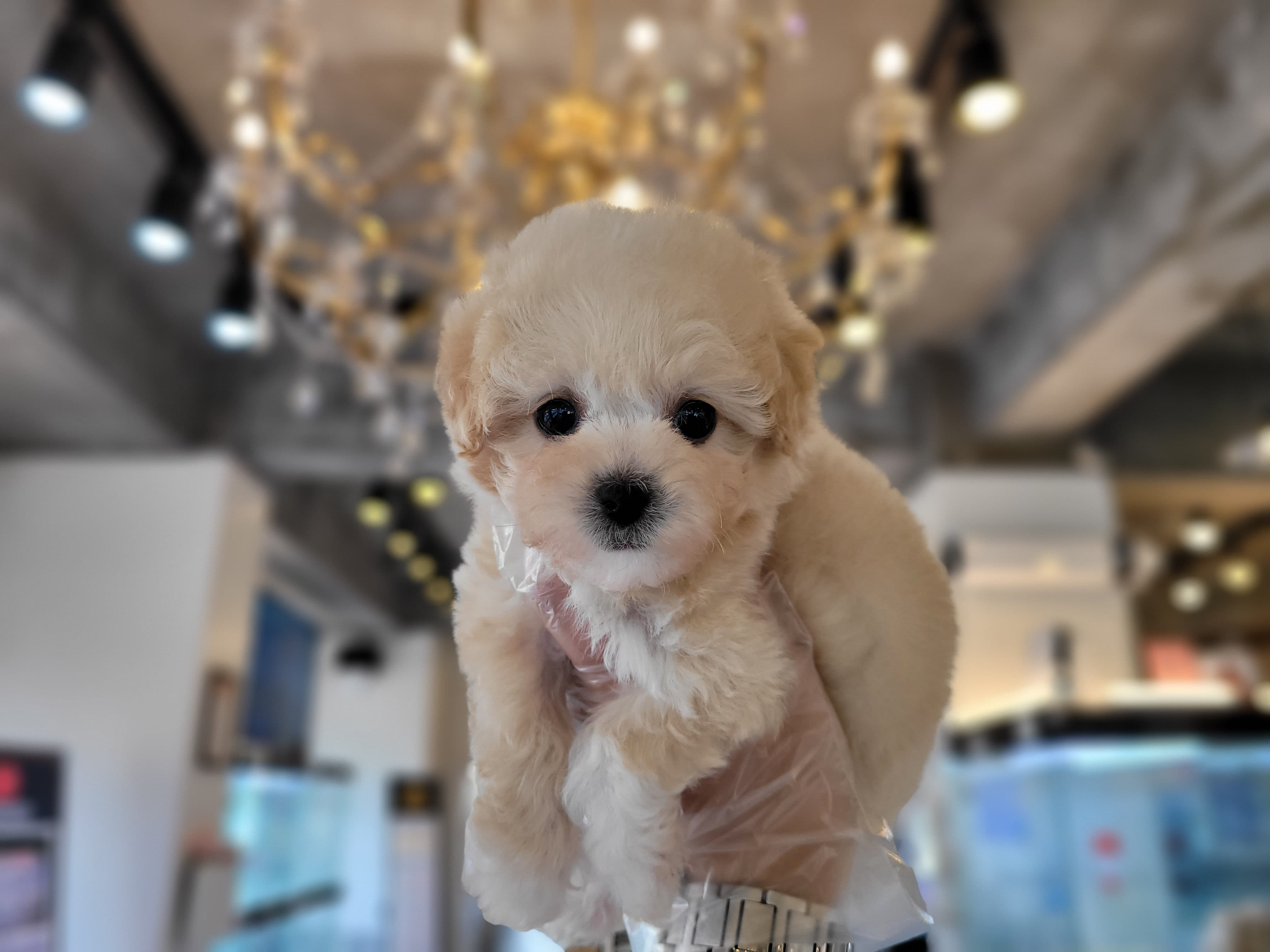 ★프리미엄 토이푸들★ (달쏭)