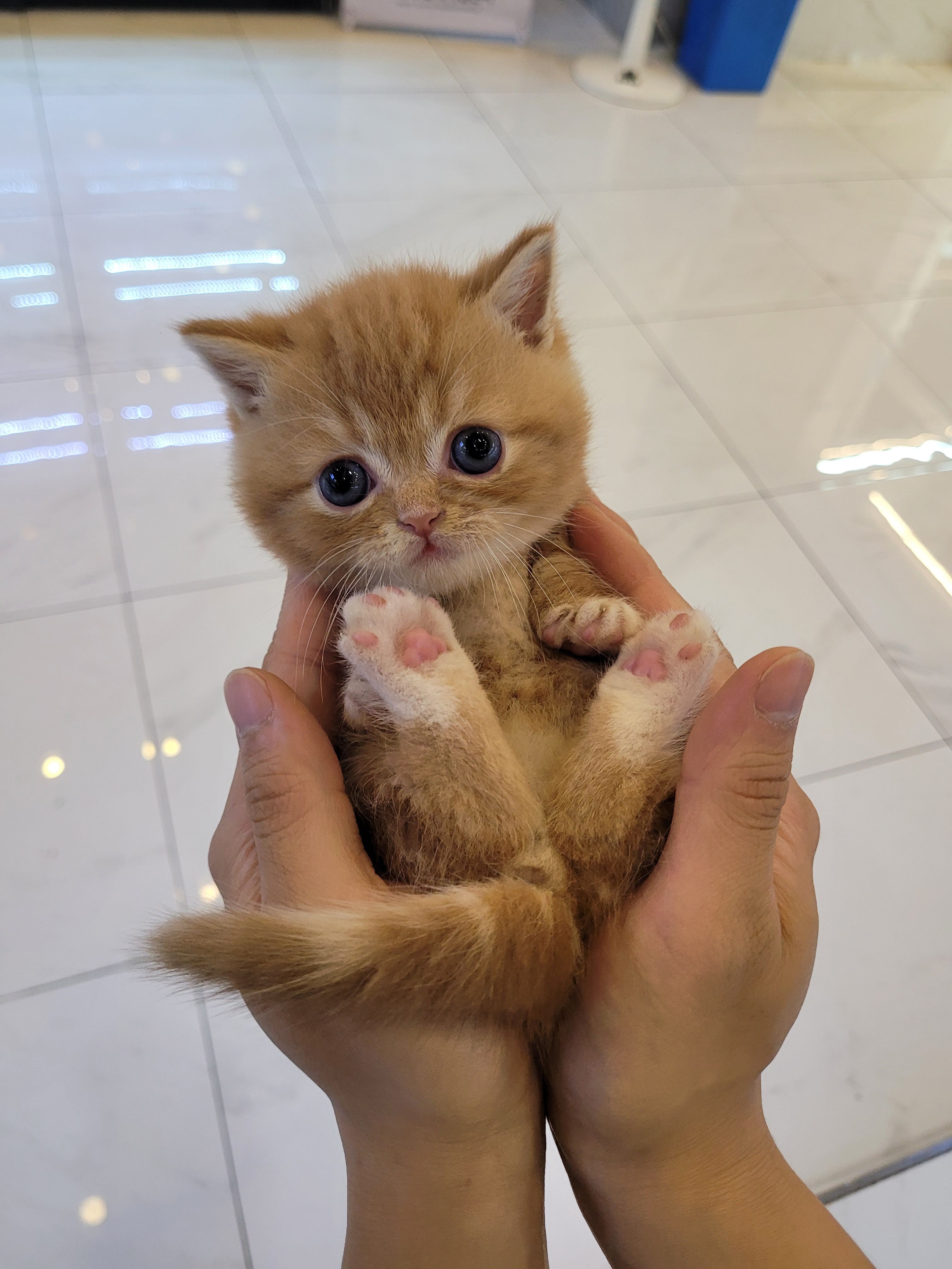 ★프리미엄 먼치킨★ (가필드)